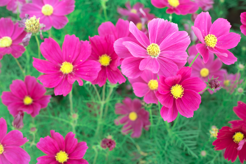 Is the Cosmos an October Birth Flower