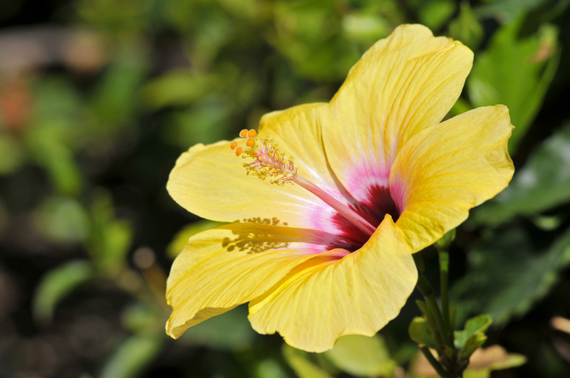 What Are Some Interesting Facts about the Yellow Hawaiian Hibiscus