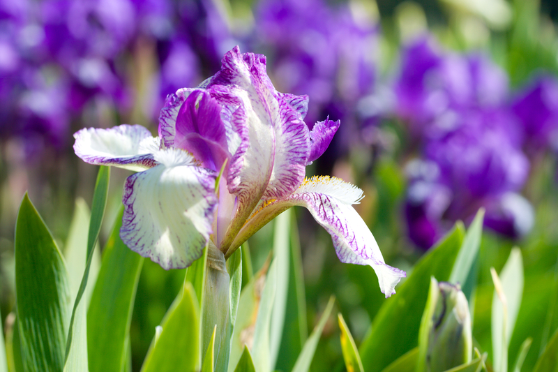What Do Iris Flowers Symbolize