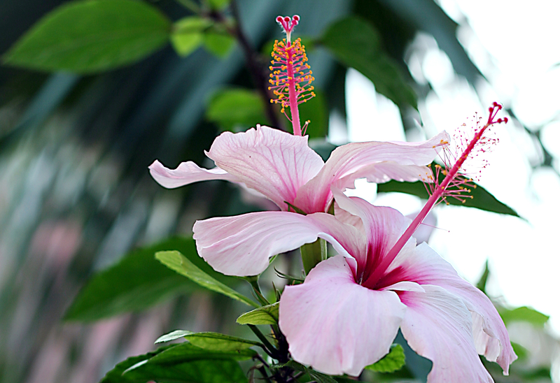What Do Pink Hibiscus Flowers Mean