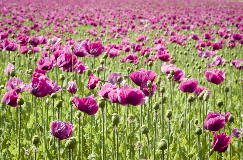 What Do Purple Poppies Mean