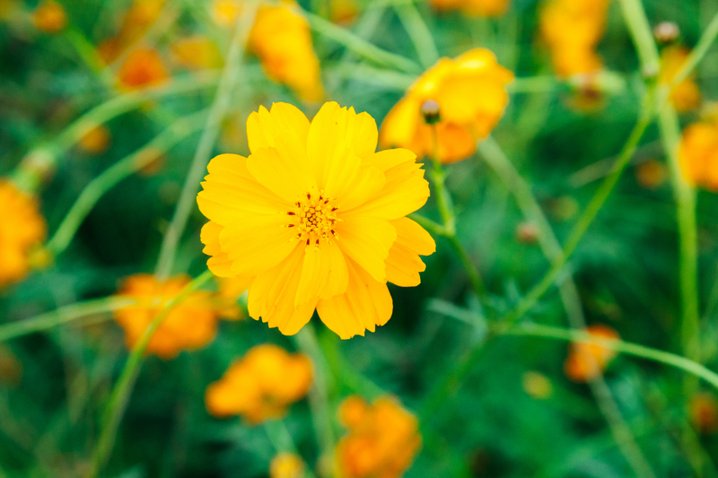What Do Yellow Cosmos Mean