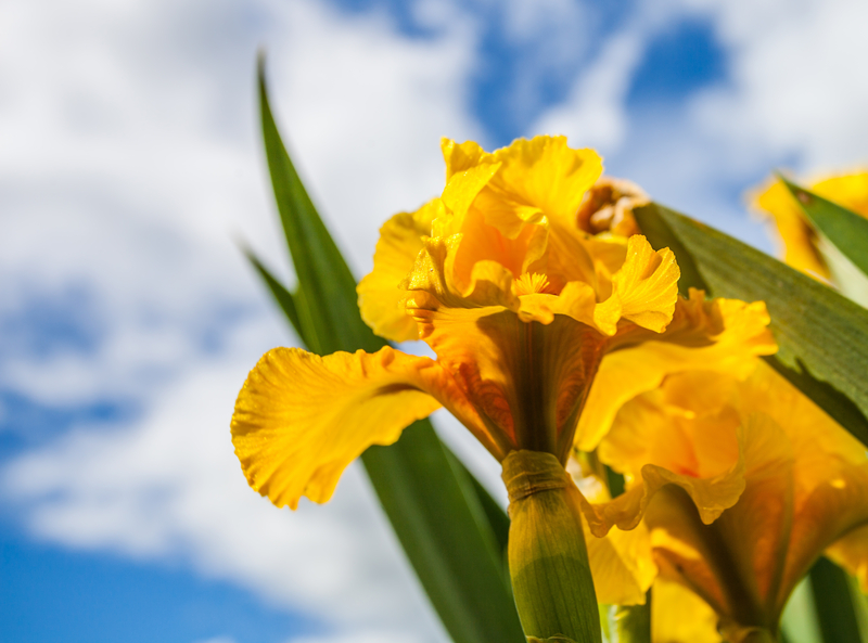What Do Yellow Iris Flowers Mean
