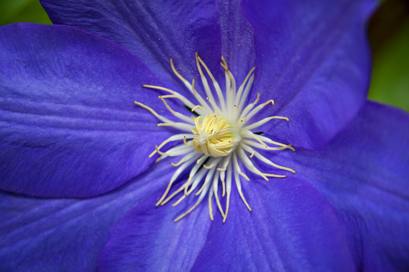 What Does a Blue Clematis Mean