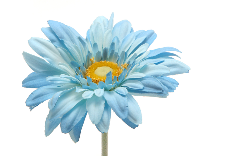What Does a Blue Daisy Mean