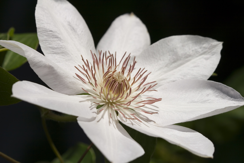 What Does a Clematis Flower Mean
