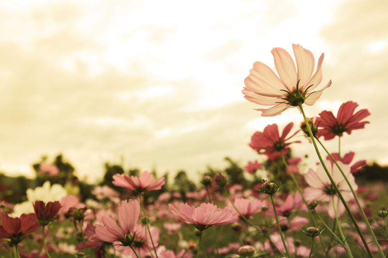 What Does a Cosmos Flower Symbolize
