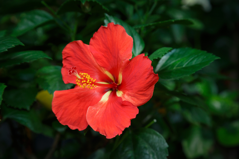 What Does a Hibiscus Flower Mean