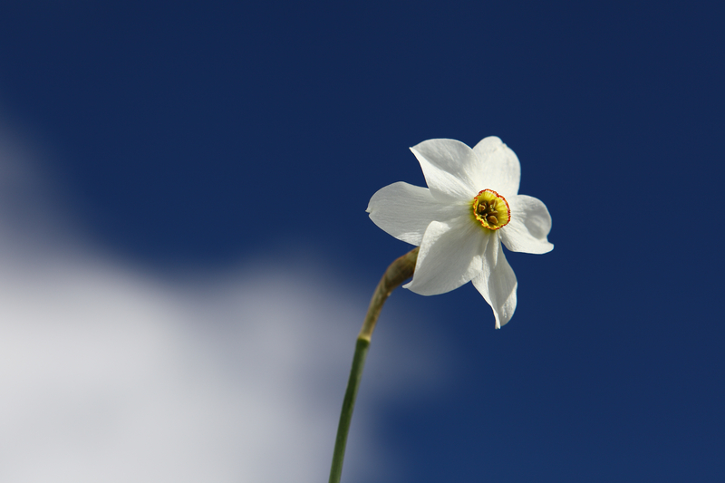 What Does a Narcissus Flower Symbolize
