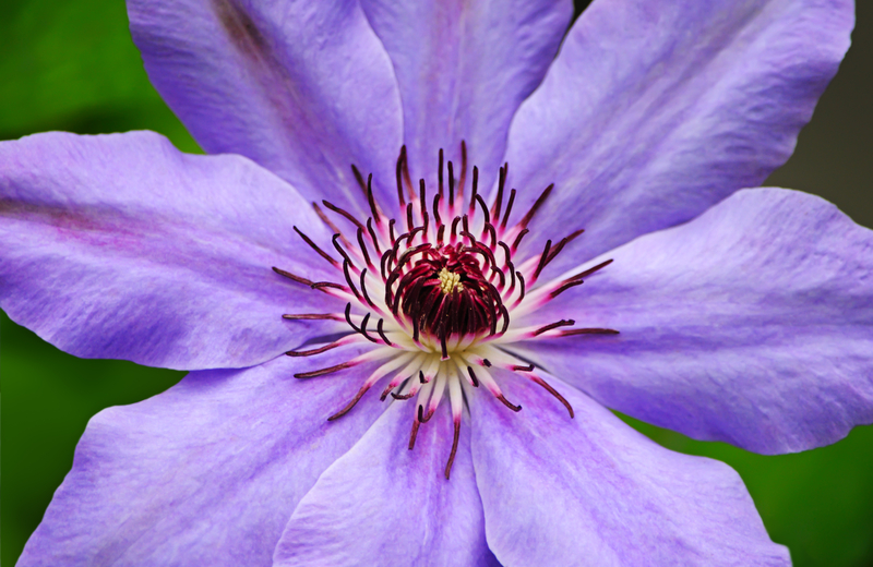 What Does a Purple Clematis Mean