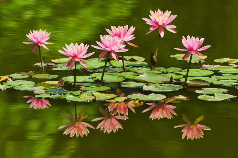 What Does a Water Lily Symbolize