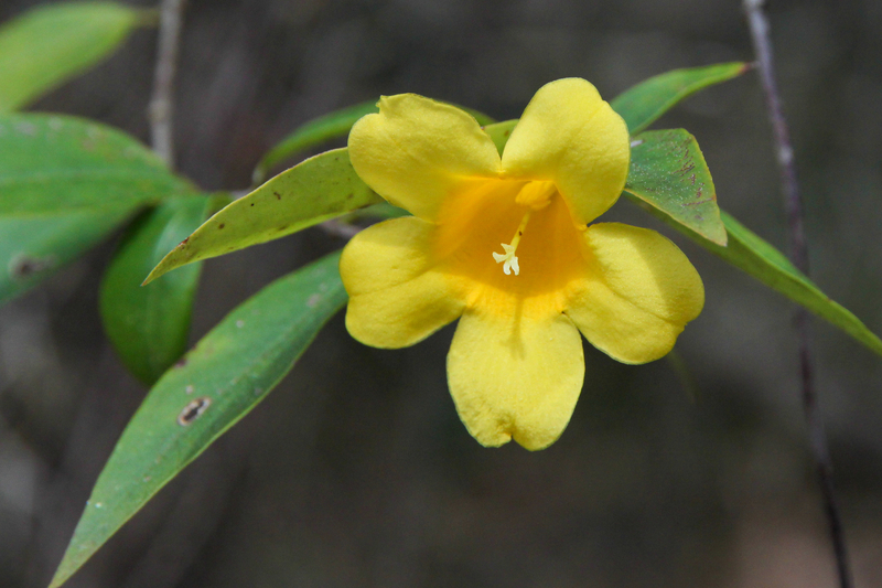 What Does a Yellow Jasmine Flower Mean