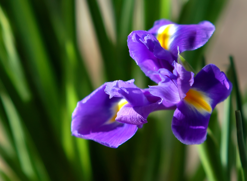 What Does an Iris Flower Mean