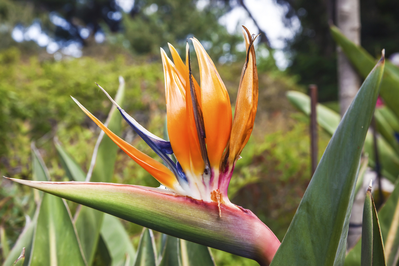 What Does the Bird of Paradise Flower Symbolize