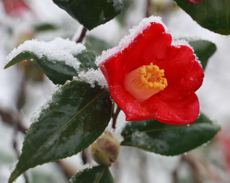 What Does the Camellia Flower Look Like