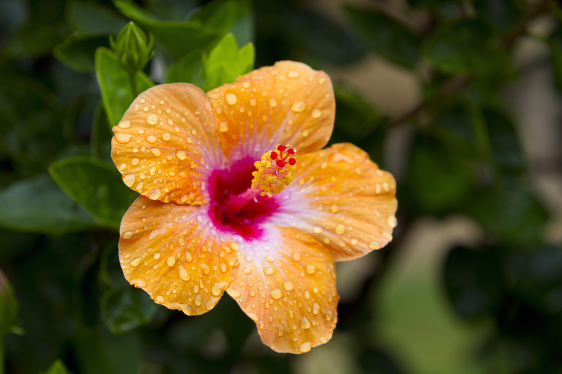 What Does the Hibiscus Plant Symbolize