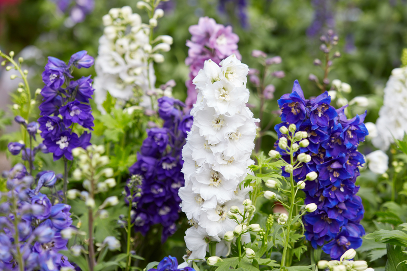 What Does the Larkspur Symbolize