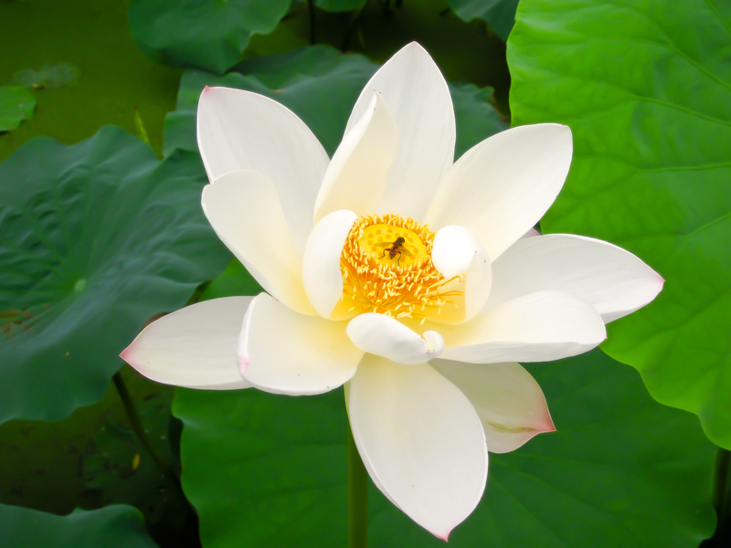 What Does the Lotus Flower Mean and Symbolize