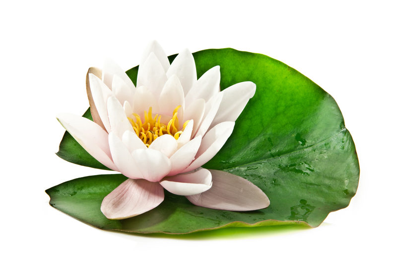 What Does the Lotus Flower Represent Spiritually