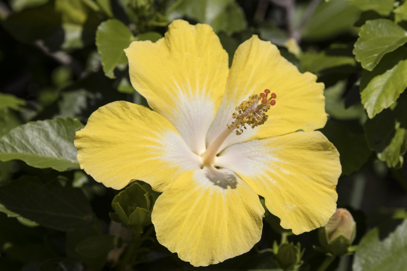 What Does the Yellow Hibiscus Flower Represent