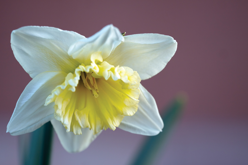 What are Daffodil Flowers used For