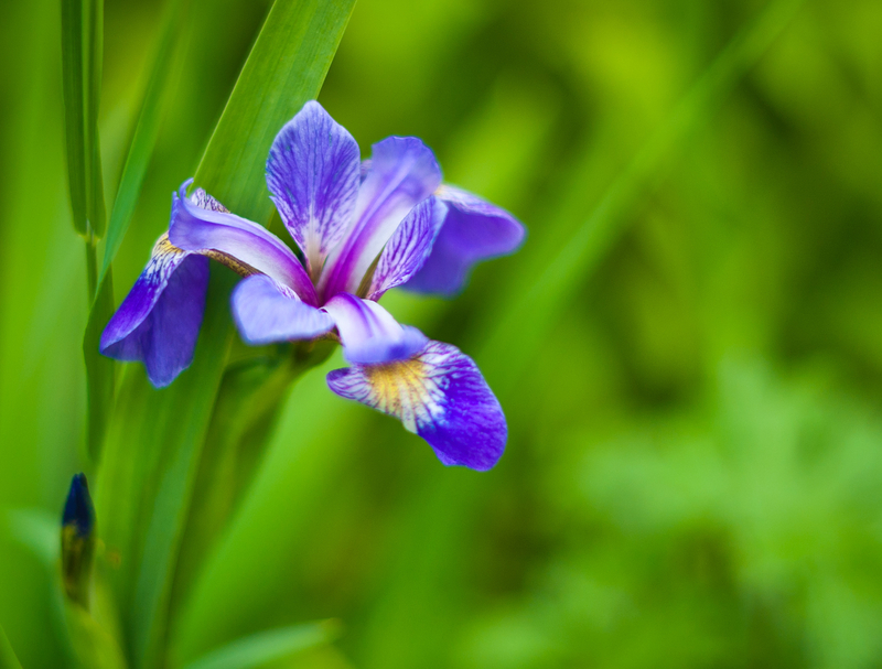 What are Some Interesting Facts about the Iris Flower