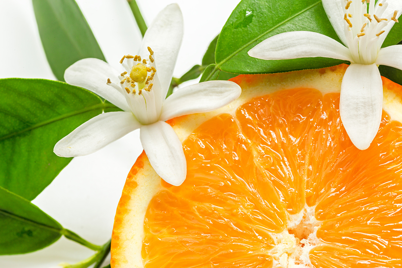 What are Some Interesting Facts about the Orange Blossom
