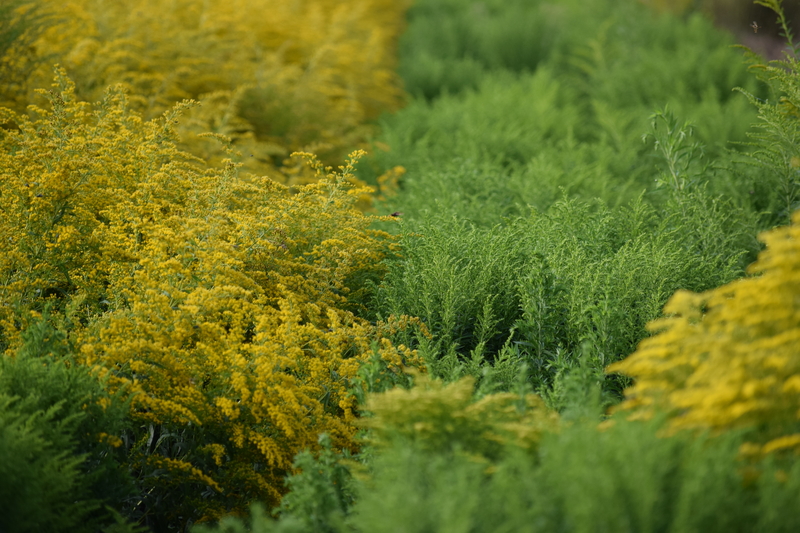 What are the Characteristics and More of a Goldenrod
