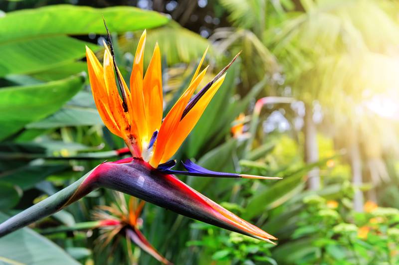 What is the Spiritual Meaning of a Bird of Paradise