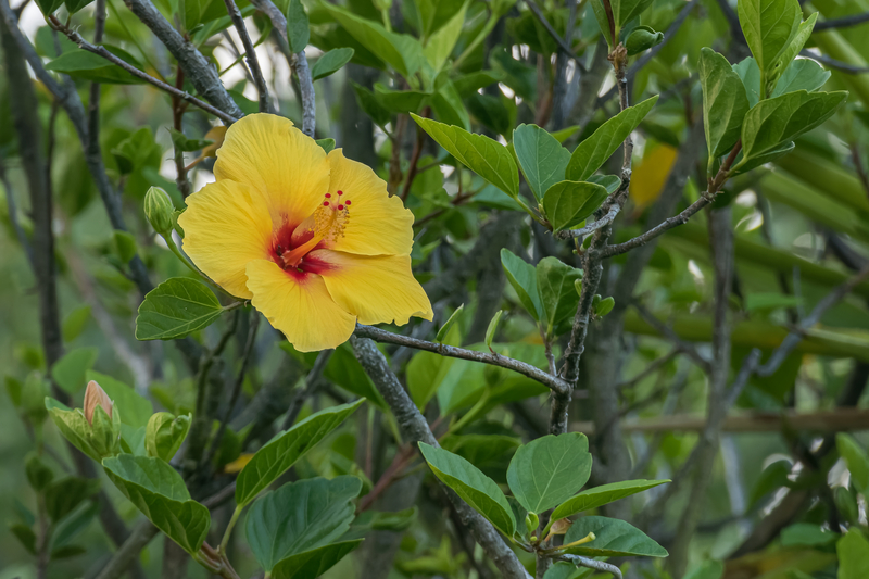What is the State Flower of Hawaii