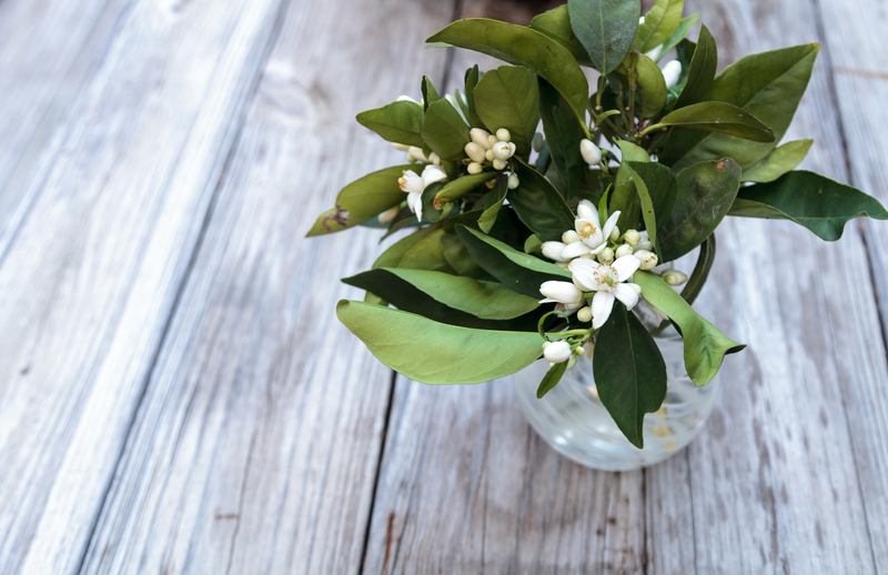 When Should You Gift an Orange Blossom to Someone