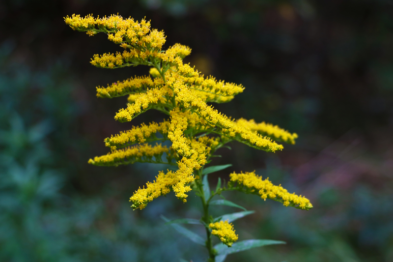 Why is the Giant Goldenrod the Kentucky State Flower