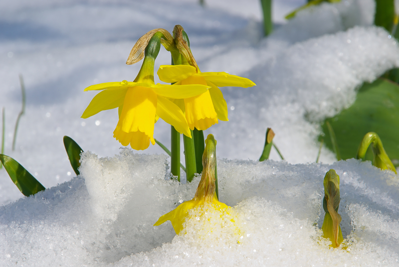 Why is the Narcissus the Flower of December