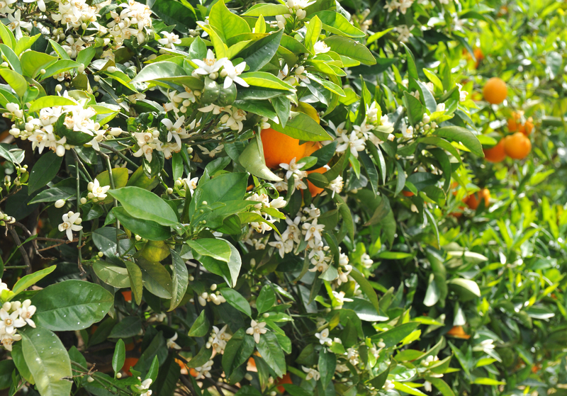 Why is the Orange Blossom (Citrus Sinensis) the State Flower of Florida