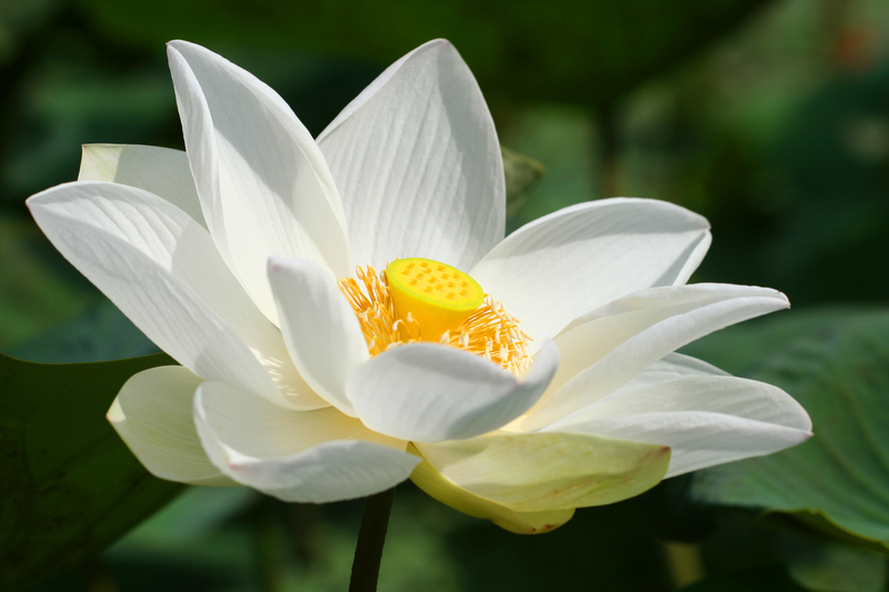 ‌What Does a Lotus Flower Mean