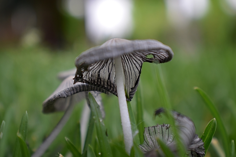 Do Mushrooms Mean Bad Soil