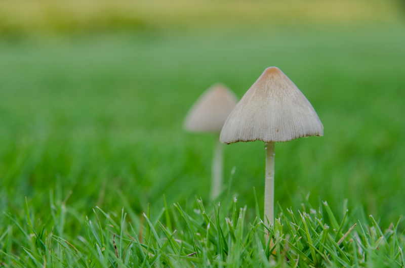 Does Too Much Water Create Mushrooms in Your Lawn