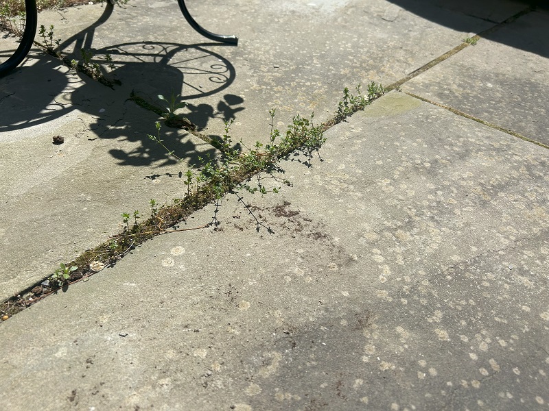 Does White Vinegar Help Kill Weeds in Pavers