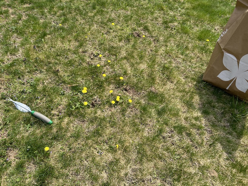 How Do You Kill Dandelions Naturally without Killing Grass
