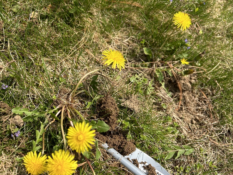 How to Get Rid of Dandelions in Your Yard