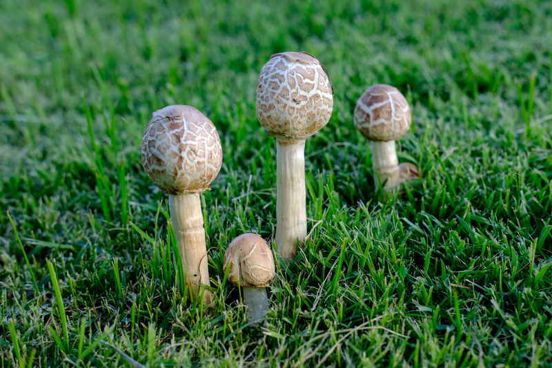 How to Get Rid of Mushrooms in Your Yard