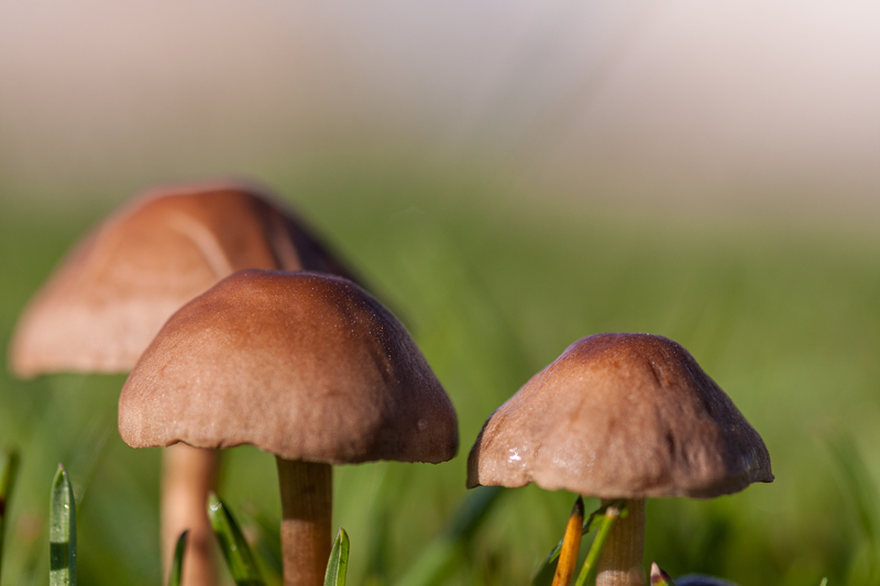 Should I Remove Mushrooms from My Lawn