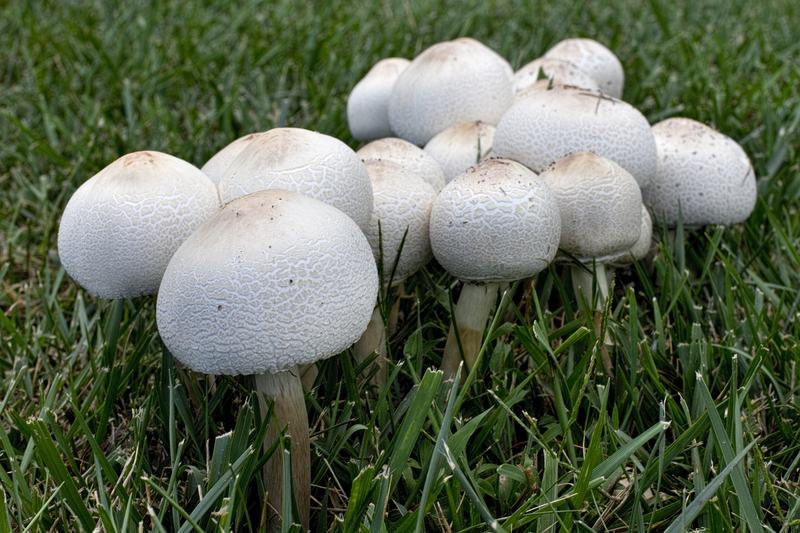 What Causes Mushrooms to Grow in Your Yard