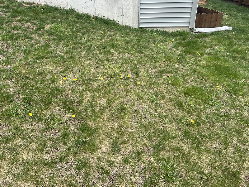 What Is a Dandelion and Why Is it Bad for Your Lawn