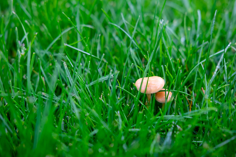 What Kills Mushrooms on Your Lawn