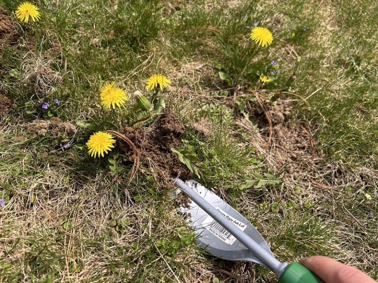 How to Easily Get Rid of Dandelions in Your Yard PL