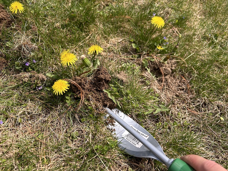 Why Does My Lawn Have So Many Dandelions