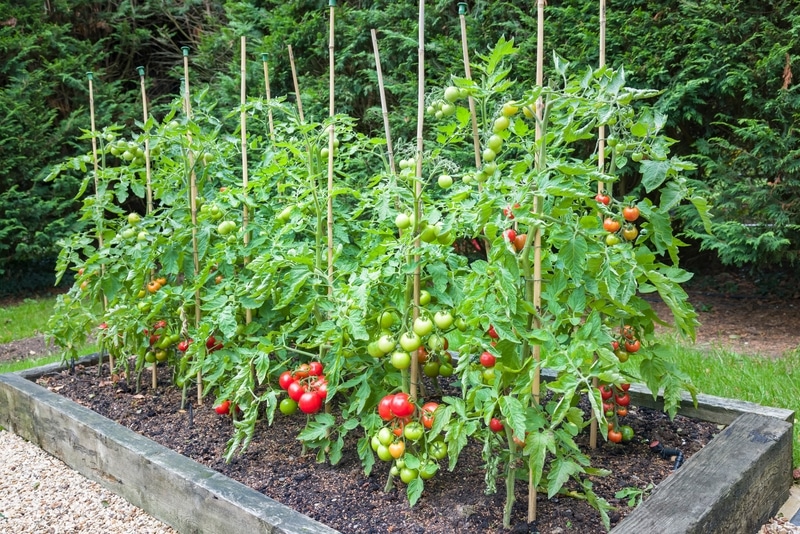 Can a Raised Bed Help Keep Animals Away from Tomato Plants