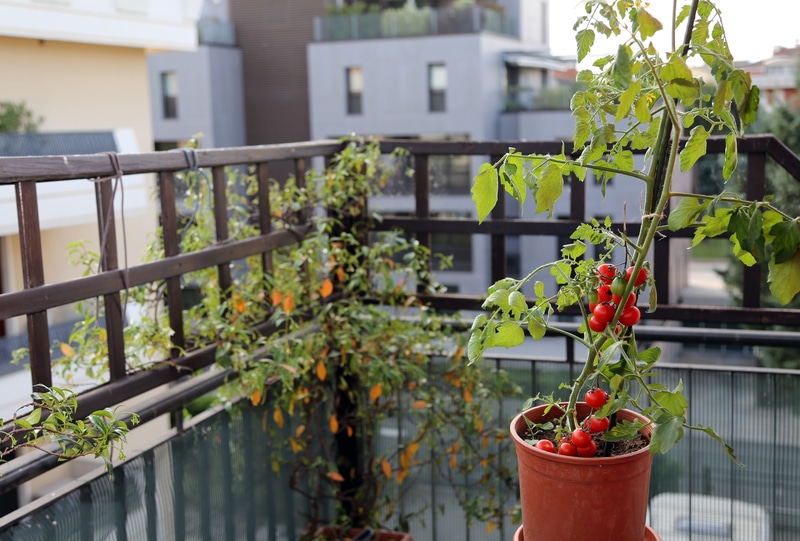 How to Protect Tomato Plants from Being Eaten