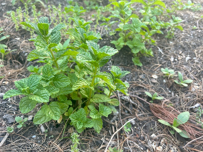 Is Mint Difficult to Get Rid of in a Garden